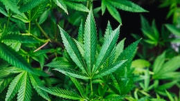 Global Drugs Production At 3,708 Tonnes, 34% Jump From 2022: UN