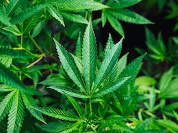 Global Drugs Production At 3,708 Tonnes, 34% Jump From 2022: UN Global Drugs Production At 3,708 Tonnes, 34% Jump From 2022: UN