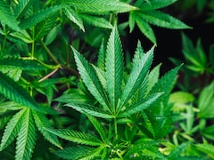 39 Lakh Kg Cannabis Based Drugs Seized Across India Since 2020: Centre