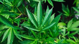 WhatsApp, UPI, Speed Post: How Ganja Doorstep Delivery Worked And Busted