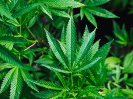 Cannabis Consumption Can Increase Risk Of Cancer: Study Cannabis Consumption Can Increase Risk Of Cancer: Study