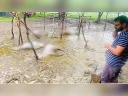 सीहोर में टोस्ट फैक्ट्री की बड़ी लापरवाही, इस वजह से 12 गायों की हो गई मौत! ग्रामीणों में गुस्सा सीहोर में टोस्ट फैक्ट्री की बड़ी लापरवाही, इस वजह से 12 गायों की हो गई मौत! ग्रामीणों में गुस्सा