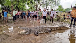 30-Year-Old Man Dies By Crocodile Attack Amid Floods In Gujarat's Vadodara