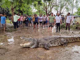 30-Year-Old Man Dies By Crocodile Attack Amid Floods In Gujarat's Vadodara 30-Year-Old Man Dies By Crocodile Attack Amid Floods In Gujarat's Vadodara