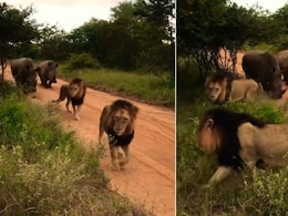 भारी भरकम गैंडे को देखकर भीगी बिल्ली बना जंगल का राजा, शेर की इस हरकत को देख कंफ्यूज हुआ सोशल मीडिया भारी भरकम गैंडे को देखकर भीगी बिल्ली बना जंगल का राजा, शेर की इस हरकत को देख कंफ्यूज हुआ सोशल मीडिया
