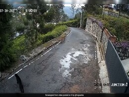 "Respect Nature": Harsh Goenka Shares Video Of Leopard, Black Panther Outside His Coonor Home "Respect Nature": Harsh Goenka Shares Video Of Leopard, Black Panther Outside His Coonor Home