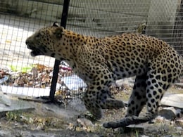 Rajasthan News: 30 मिनट तक पैंथर से लड़ता रहा किसान, हुआ गंभीर घायल; ग्रामीणों ने लाठी-पत्थरों से पैंथर को मार डाला 