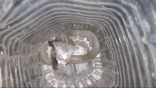 Sanke Cobra: कोटा में जज के पलंग पर बैठा कोबरा, रोज रिहायशी इलाकों में दे रहा दस्तक