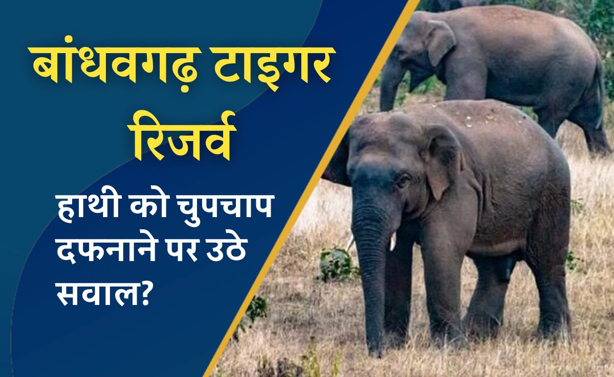 बांधवगढ़ टाइगर रिजर्व में गुप्त तरीके से हाथी का शव दफनाने के मामले में जांच की मांग, पनपथा रेंज में मिला था कंकाल