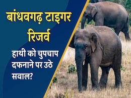 बांधवगढ़ टाइगर रिजर्व में गुप्त तरीके से हाथी का शव दफनाने के मामले में जांच की मांग, पनपथा रेंज में मिला था कंकाल बांधवगढ़ टाइगर रिजर्व में गुप्त तरीके से हाथी का शव दफनाने के मामले में जांच की मांग, पनपथा रेंज में मिला था कंकाल