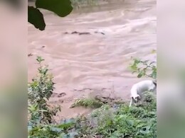 कुत्ता नदी किनारे टहल रहा था, अचानक पानी से निकला मगरमच्छ, कुछ ही सेकंड में उसे ऐसे गायब किया, देखकर निकल जाएगी चीख कुत्ता नदी किनारे टहल रहा था, अचानक पानी से निकला मगरमच्छ, कुछ ही सेकंड में उसे ऐसे गायब किया, देखकर निकल जाएगी चीख