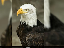Trump's Modification Of Endangered Species Act Will Allow Harm To Habitats