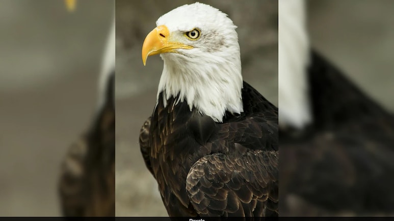 Trump's Modification Of Endangered Species Act Will Allow Harm To Habitats