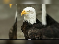 Trump's Modification Of Endangered Species Act Will Allow Harm To Habitats