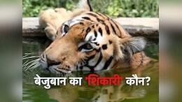'टाइगर स्टेट' मध्यप्रदेश में बाघ को मारी गई गोली ! खोपड़ी में मिले 4 छेद का रहस्य क्या है?