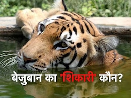 'टाइगर स्टेट' मध्यप्रदेश में बाघ को मारी गई गोली ! खोपड़ी में मिले 4 छेद का रहस्य क्या है?