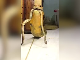 कैमरे में कैद हुआ किंग कोबरा का भयानक रूप, मुंह में शिकार दबाकर किया कुछ ऐसा, देखकर कांप उठेगी रूह कैमरे में कैद हुआ किंग कोबरा का भयानक रूप, मुंह में शिकार दबाकर किया कुछ ऐसा, देखकर कांप उठेगी रूह