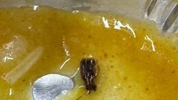 Mumbai Man Finds Cockroach In Dal Served On Vande Bharat Train, Railways Responds