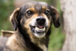 कुत्ते के काटने से युवक बना 'कुत्ता', लोग हो रहे शिकार, कौन जिम्मेदार?