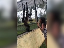 लापरवाही का नतीजा...पिंजरे में लटके बंदर को हाथ से मार-मारकर छेड़ रही थी बच्ची, फिर जो हुआ, डर से कांप जाएगी रूह लापरवाही का नतीजा...पिंजरे में लटके बंदर को हाथ से मार-मारकर छेड़ रही थी बच्ची, फिर जो हुआ, डर से कांप जाएगी रूह