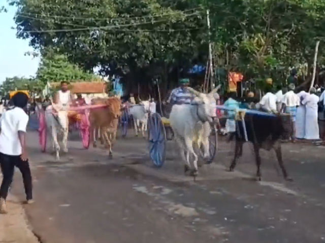 Bullock Cart Race Held To Celebrate Sundara Vinayagar festival in Tamil Nadu