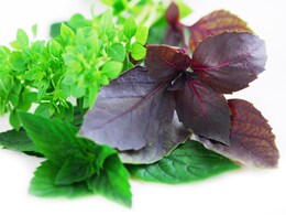 Are Basil And Holy Basil The Same In The Culinary World? Here Are Their Different Uses