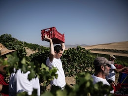 Harvest Begins Early In Italy's Drought-Hit Vineyard With 35% Less Rainfall Harvest Begins Early In Italy's Drought-Hit Vineyard With 35% Less Rainfall