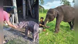 From Near Death To Full Recovery: 'Beer' The Elephant's Remarkable Journey