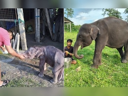 From Near Death To Full Recovery: 'Beer' The Elephant's Remarkable Journey From Near Death To Full Recovery: 'Beer' The Elephant's Remarkable Journey