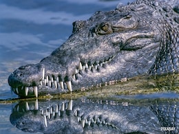 Crocodile Kills Bathing Woman In Indonesia, Its Belly Cut Open For Body Parts Crocodile Kills Bathing Woman In Indonesia, Its Belly Cut Open For Body Parts