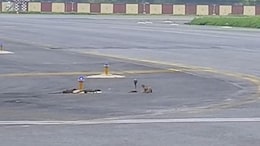 Snake vs 3 Mongooses: Watch Epic Showdown At Patna Airport Runway