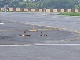 Snake vs 3 Mongooses: Watch Epic Showdown At Patna Airport Runway