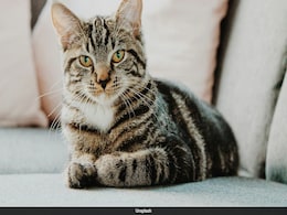 Research Suggests Cats Mourn The Death Of Companion Animals, Even Dogs Research Suggests Cats Mourn The Death Of Companion Animals, Even Dogs