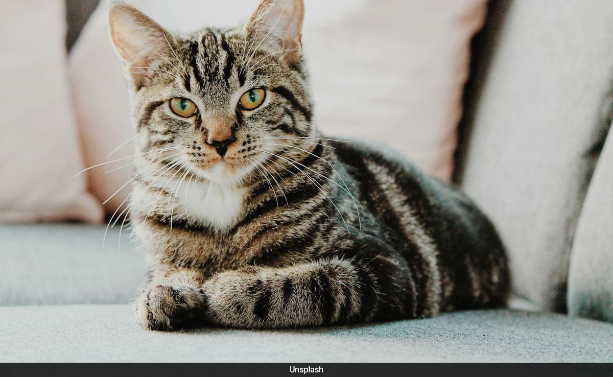 206 Animals Found In New York Home Where Woman, 95, Was 'Trapped' By Debris