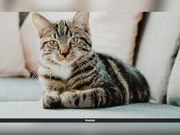 Cats May Carry Deadly Bird Flu To Humans, Study Warns