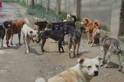 छत्तीसगढ़ में कुत्तों का आतंक सामने आए हैरान करने आंकड़े