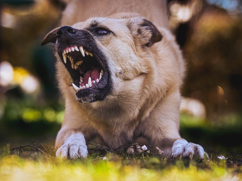 Indore Dog Bite Case: 7 महीने में डॉग बाइट्स के 24 हजार मामले, इंदौर में थम नहीं रहा कुत्तों का आतंक