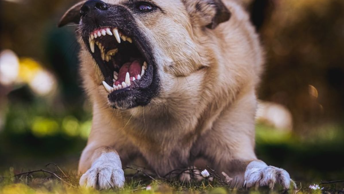 Dog Bite: आवारा कुत्तों के लिए सतना नगर निगम ने निकाला 40 लाख का टेंडर,  जानें पूरा मामला | Satna Municipal Corporation floats a tender of Rs 40  lakh for stray dogs 4 thousand dogs will be sterilized