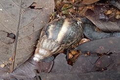 African Snail Invasion: Kerala Residents Battle Unwanted Guests African Snail Invasion: Kerala Residents Battle Unwanted Guests