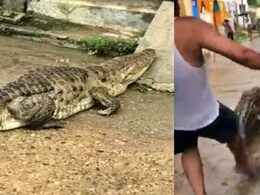 लात मारी, दौड़ाया, हो-हल्ला मचाया...जब गांव की सैर पर निकला 7 फीट का मगरमच्छ लात मारी, दौड़ाया, हो-हल्ला मचाया...जब गांव की सैर पर निकला 7 फीट का मगरमच्छ