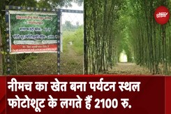 Madhya Pradesh: Neemach के खेत लोगों को लुभा रहे, फोटो खिंचवाने आ रहे पर्यटक Madhya Pradesh: Neemach के खेत लोगों को लुभा रहे, फोटो खिंचवाने आ रहे पर्यटक
