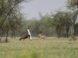 Rajasthan Viral: जैसलमेर में दिखा दुर्लभ नजारा, एक तस्वीर में कैद हुए चिंकारा और गोडावण, वायरल हो रही फोटो