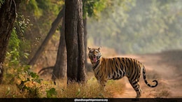 NDTV Impact: After Tiger Deaths, Notice Issued To Bandhavgarh Deputy Director