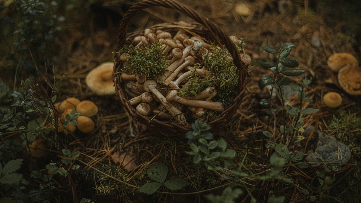 Make Way For Orange Fungus – A New Sensation In The World Of Gastronomy