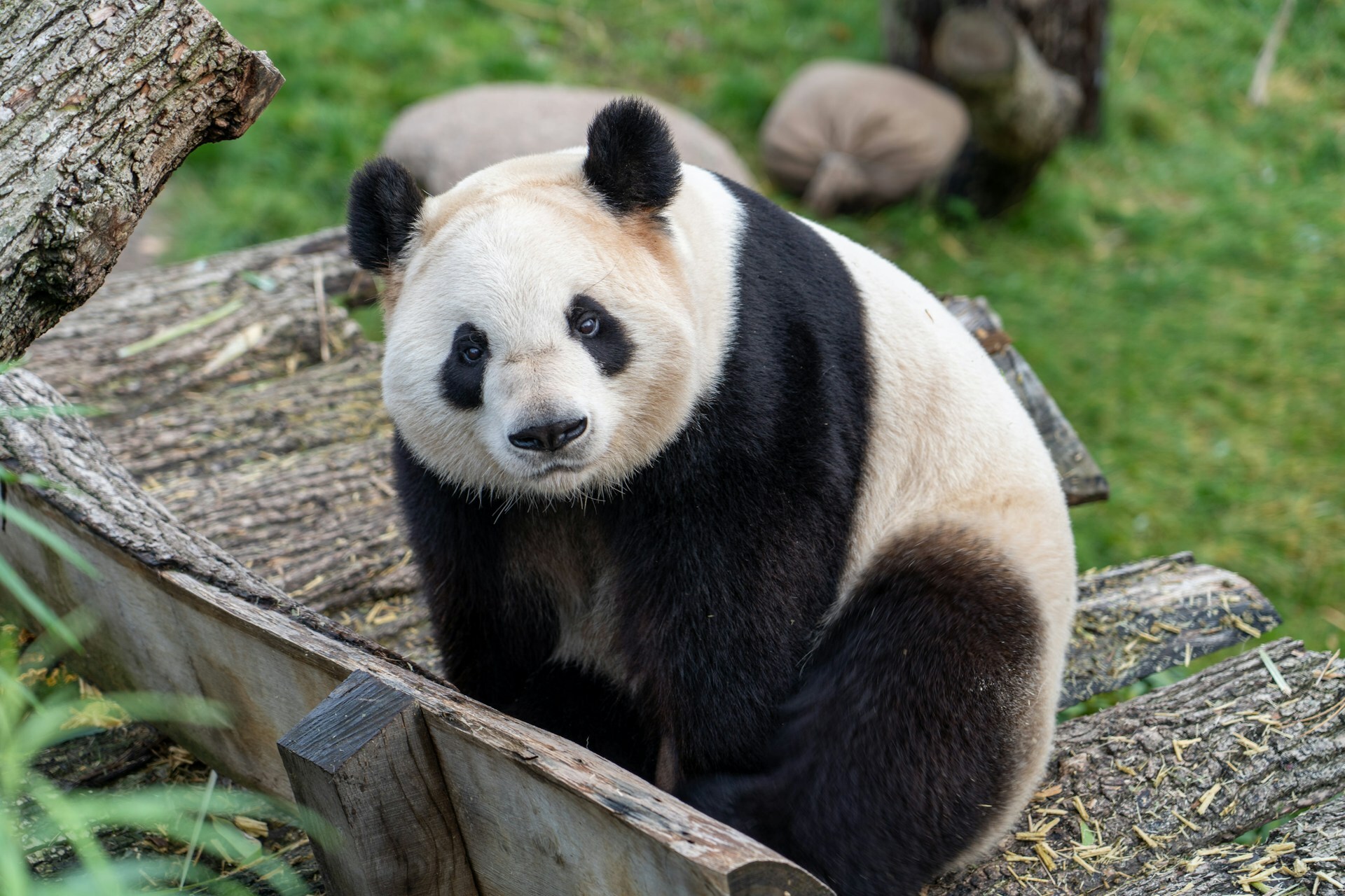 co0qak1o_panda_625x300_20_Augu