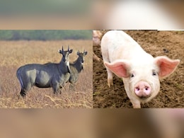 बिहार सरकार ने नीलगाय और जंगली सूअर को मारने की अनुमति दी