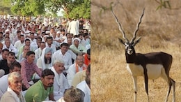 Blackbuck Hunting Protest: काले हिरण के शिकार मामले में धरना समाप्त, DFO को एपीओ और वन रेंजर को सस्पेंड करने के बाद बनी सहमति