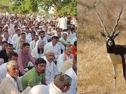 Blackbuck Hunting Protest: काले हिरण के शिकार मामले में धरना समाप्त, DFO को एपीओ और वन रेंजर को सस्पेंड करने के बाद बनी सहमति Blackbuck Hunting Protest: काले हिरण के शिकार मामले में धरना समाप्त, DFO को एपीओ और वन रेंजर को सस्पेंड करने के बाद बनी सहमति