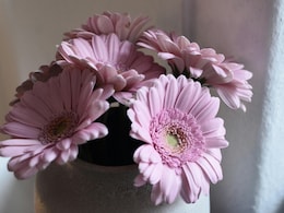 Why Plastic Flowers Not Included In List Of Banned Plastic Items: HC To Centre Why Plastic Flowers Not Included In List Of Banned Plastic Items: HC To Centre