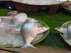 Bangladesh To Export 1,200 Tonnes Of Hilsa Fish To India Ahead Of Durga Puja
